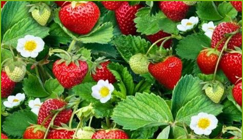 What Colour are strawberry flowers?